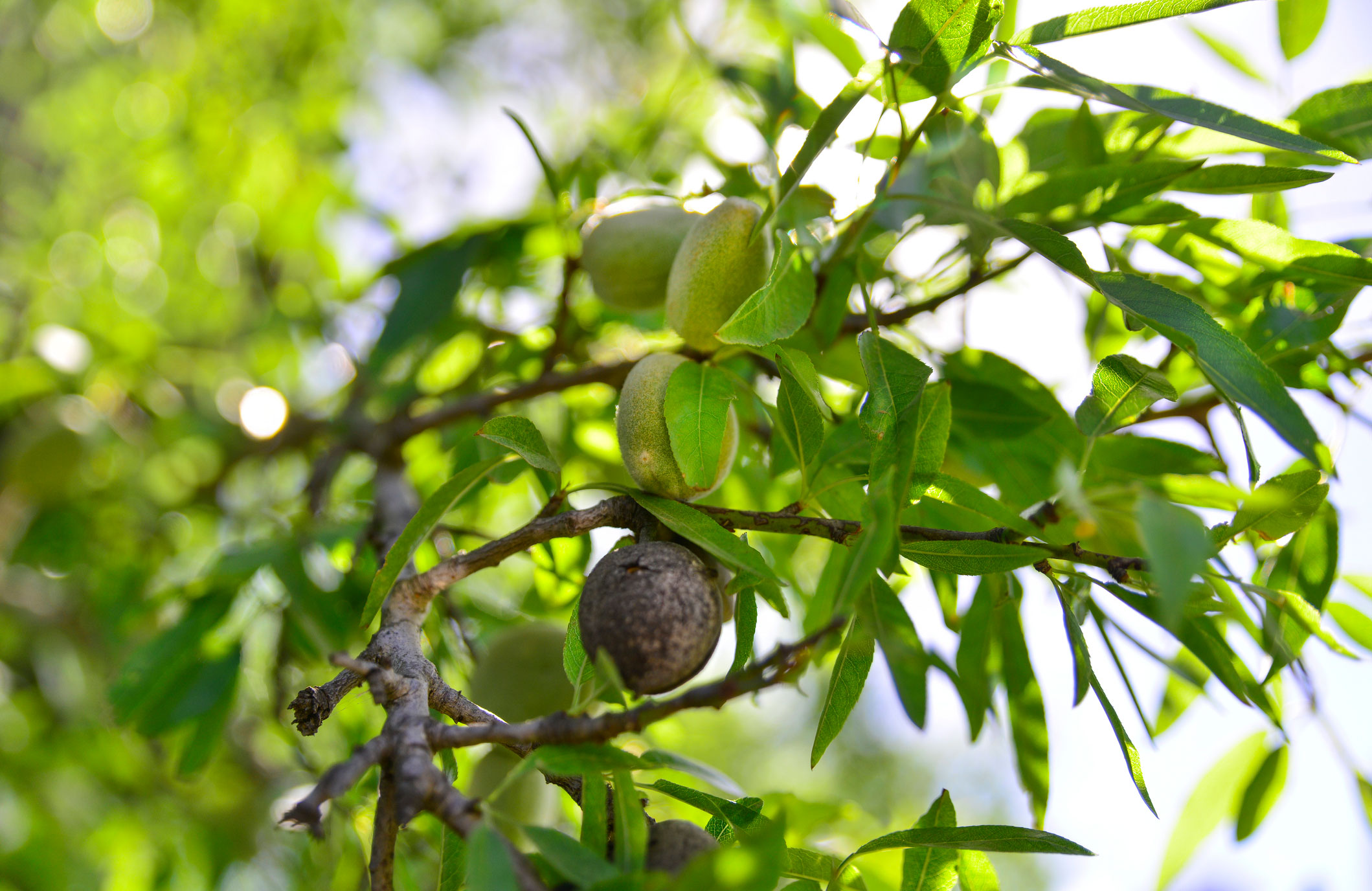 Almond milk sustainability