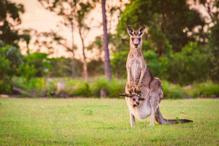 Not all mammals have a belly button