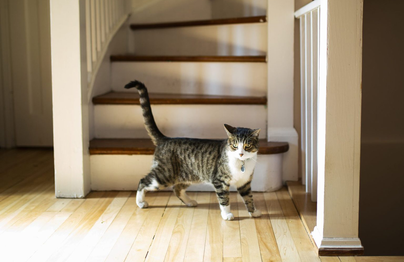 Keep cats inside
