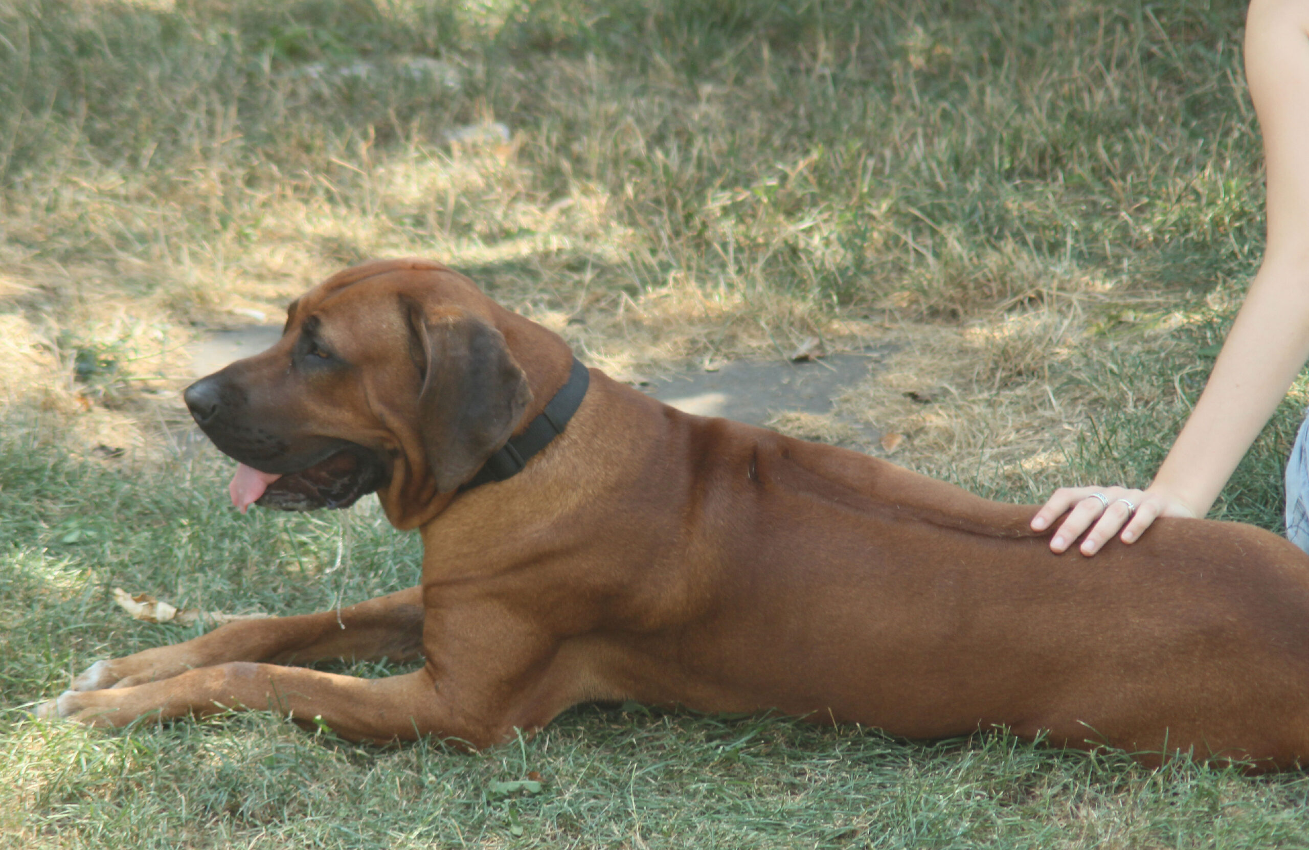 Why might a dog sploot?