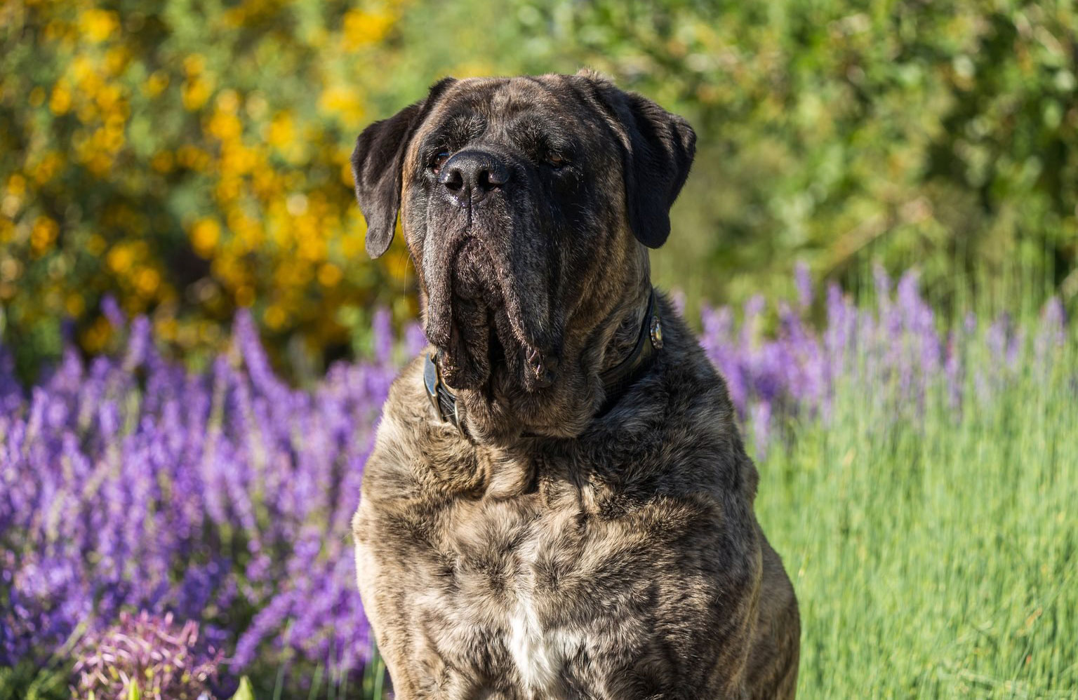 Mastiff
