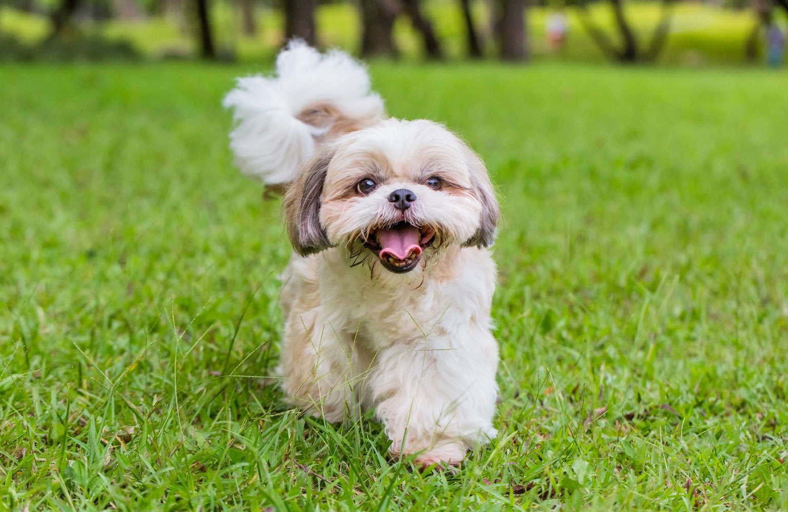 Shih tzu