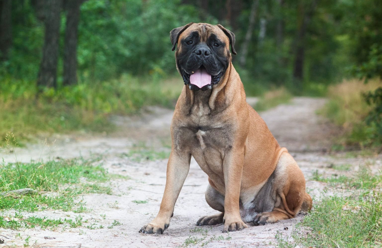 Bullmastiff