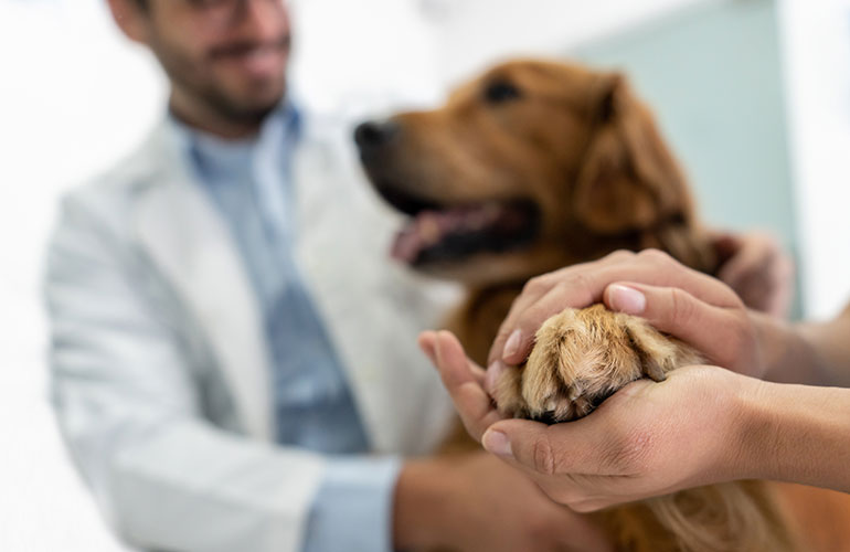 Visit the vet