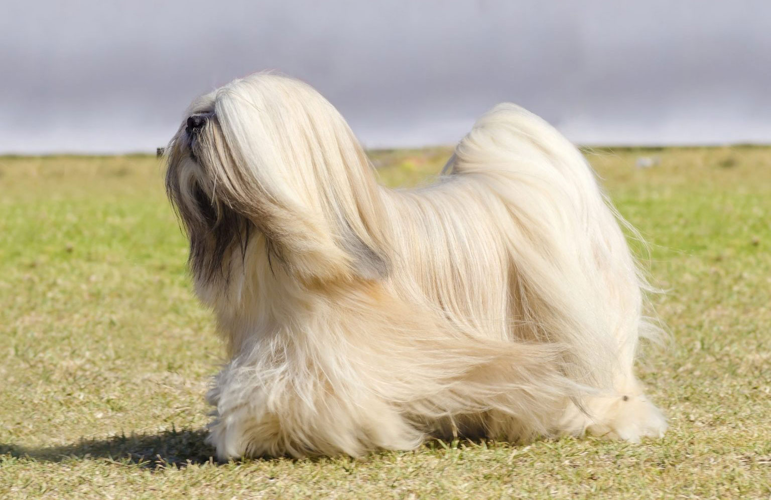 Lhasa apso