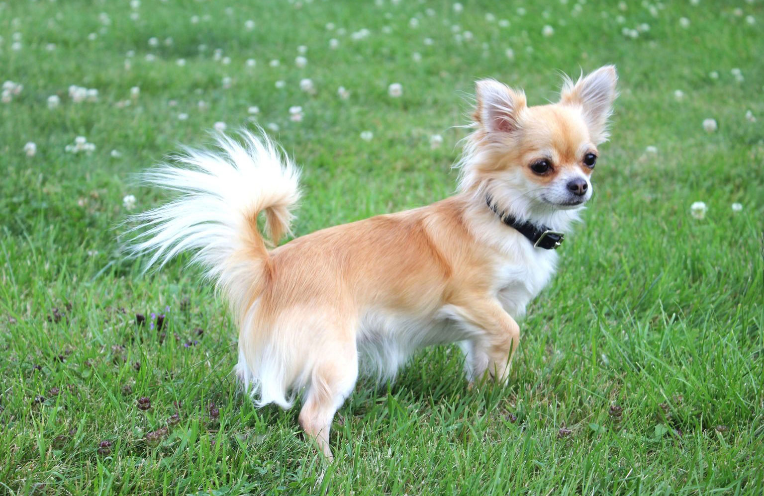 Chihuahua