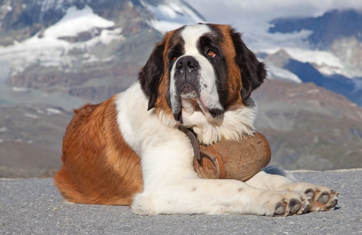 St Bernard