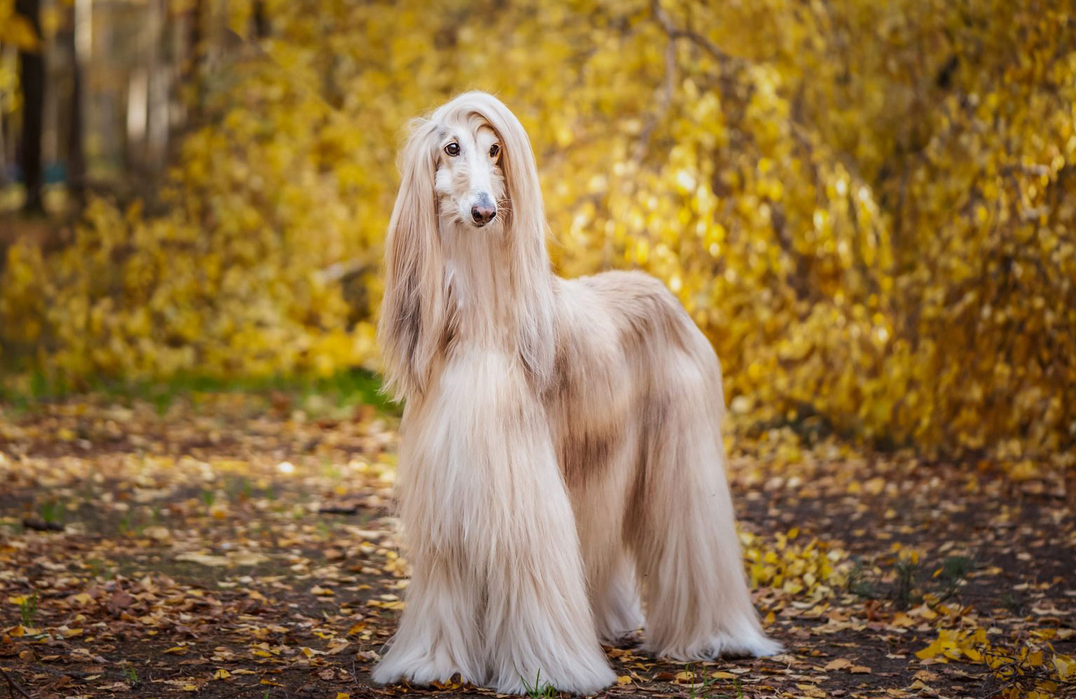 Afghan hound