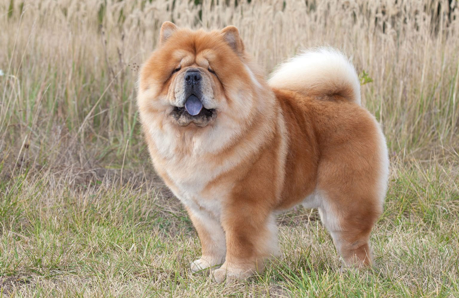 Chow chow