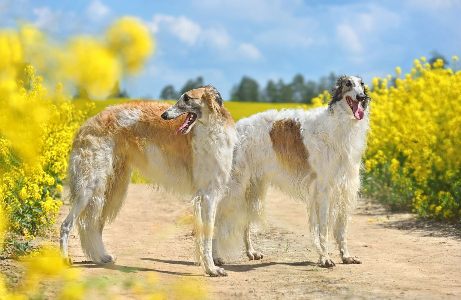 Borzoi