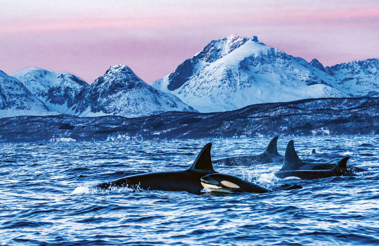 Swimming with orcas