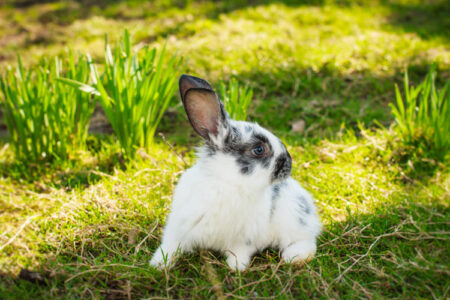 A bunny at my door