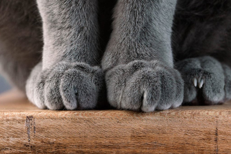 Why do cats knead?