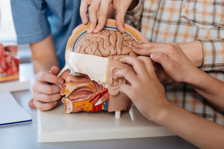 Where is it located in the brain?