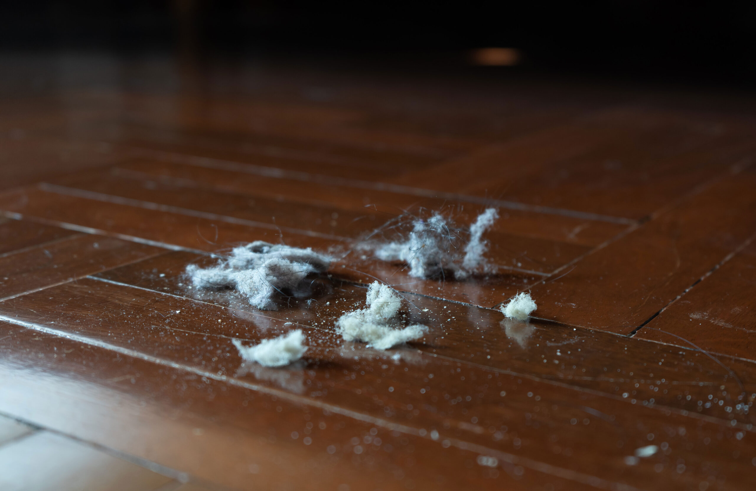 What are dust mites?