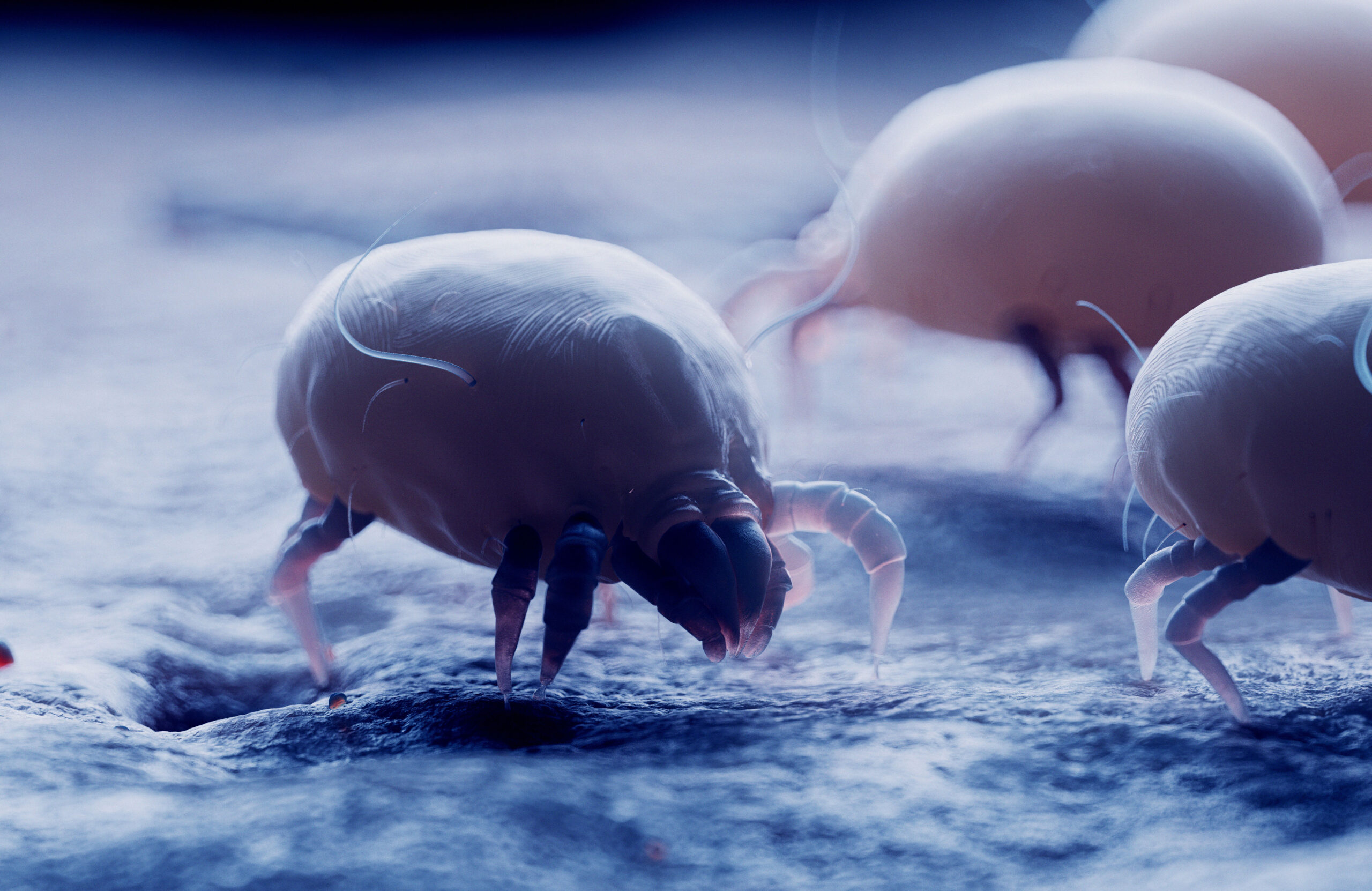 What do dust mites look like?