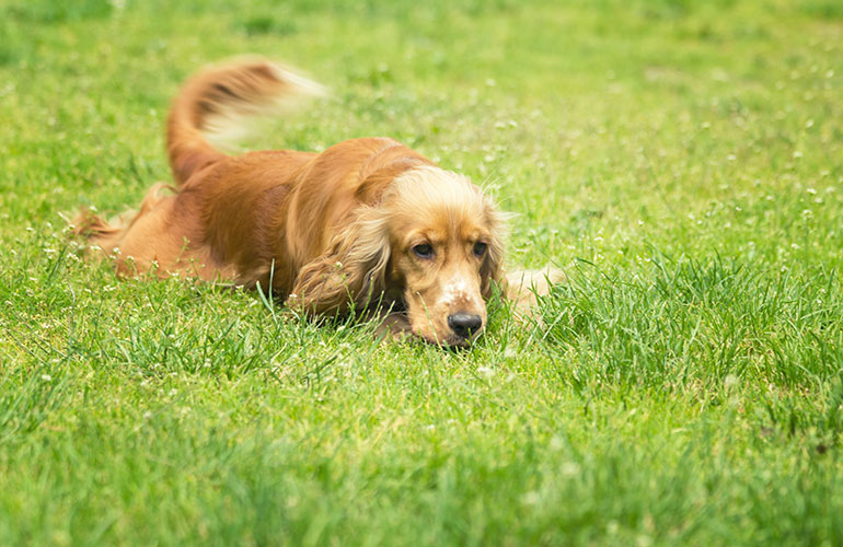 Do: Watch your dog’s behaviour