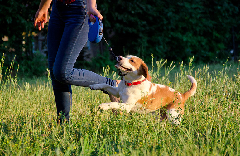Don’t: Use retractable leashes