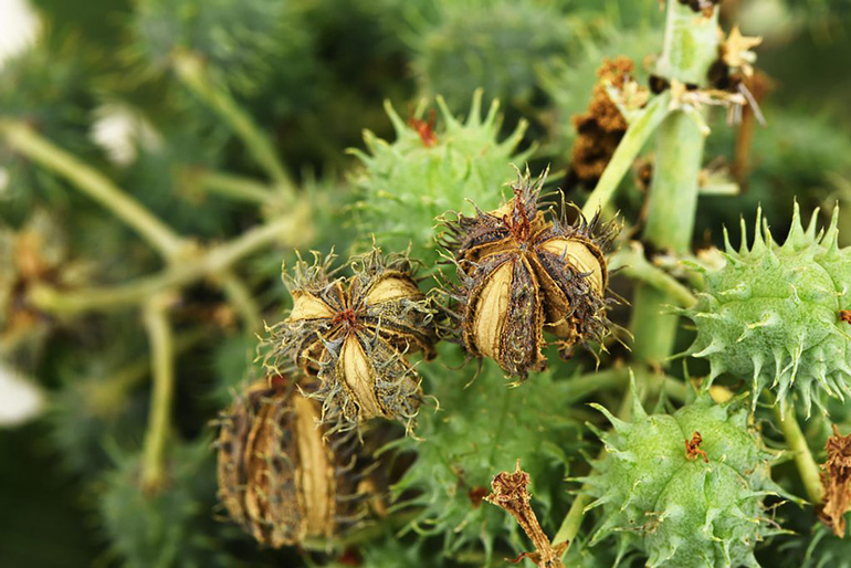 Castor oil
