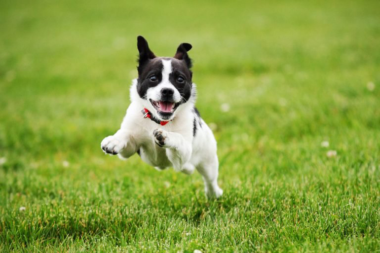 Don’t: Let them off the leash