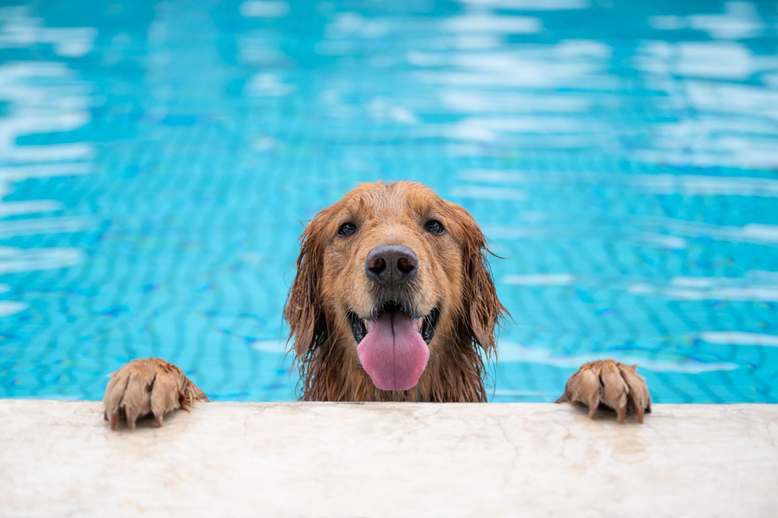 Do dogs like to swim?
