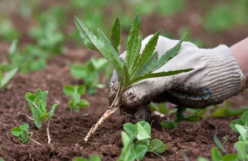 Helps slow climate change