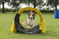The 10 hardest dogs to train, according to experts