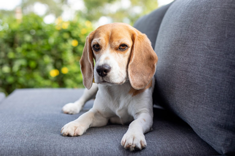 1. Beagle