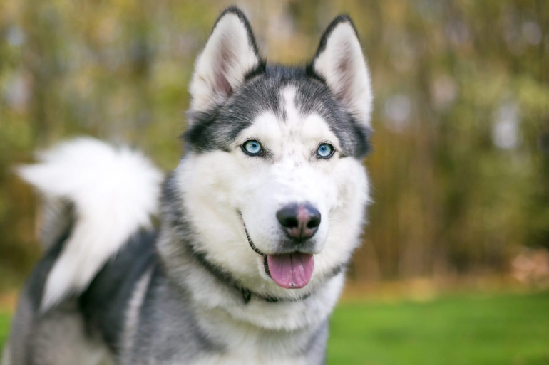 2. Siberian husky
