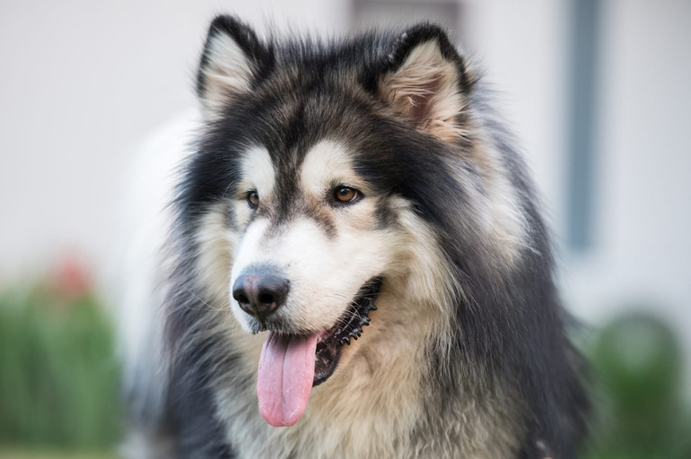 3. Malamute
