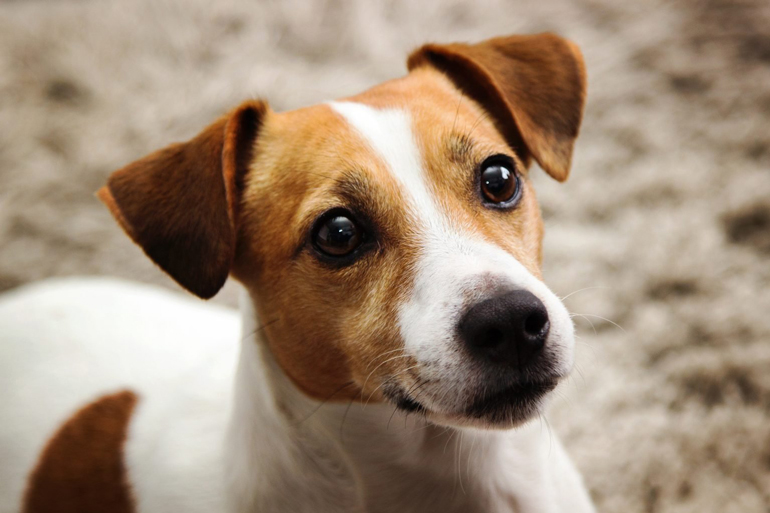 4. Jack Russell terrier