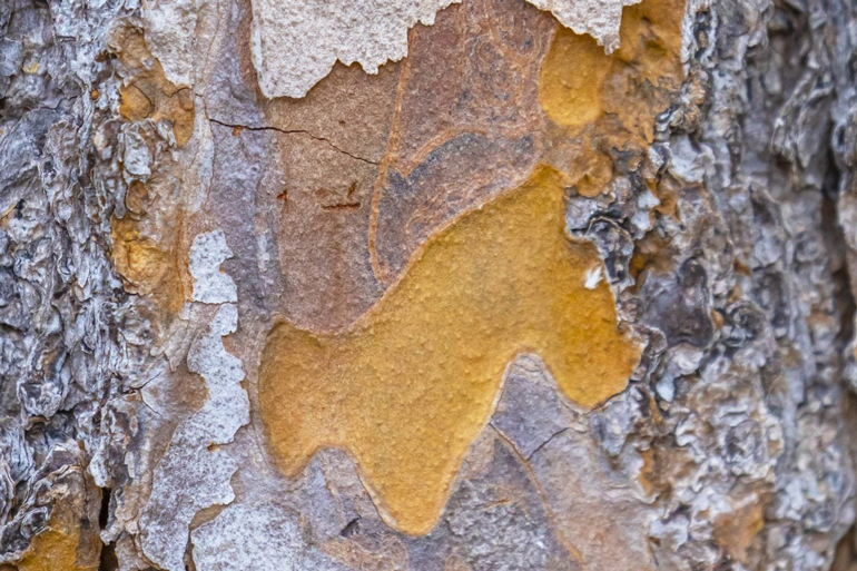 Quercitron yellow