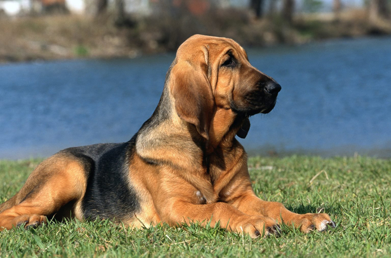 7. Bloodhound