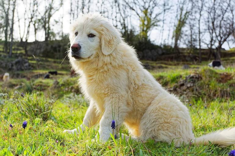 8. Great Pyrenees