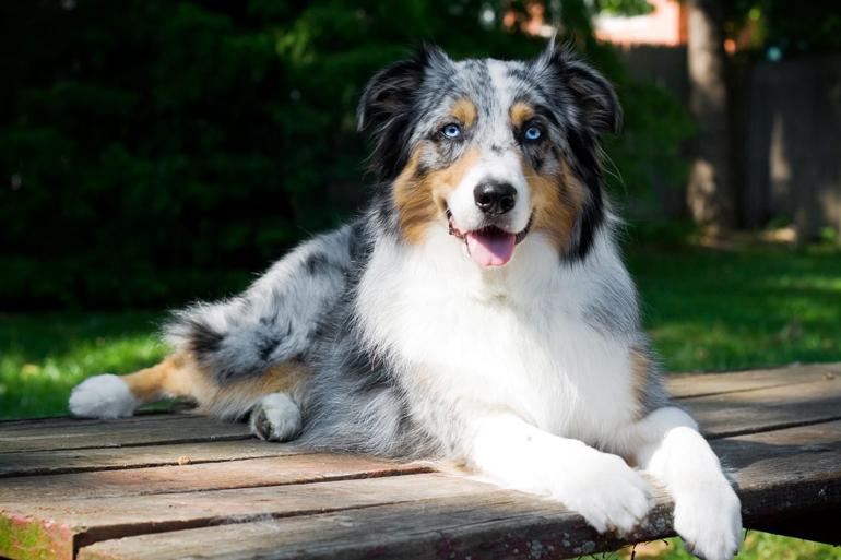9. Australian shepherd