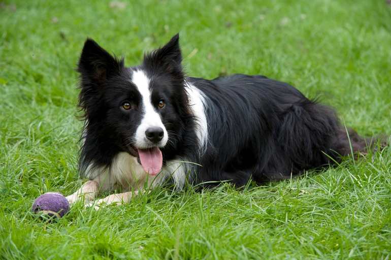 10. Border collie