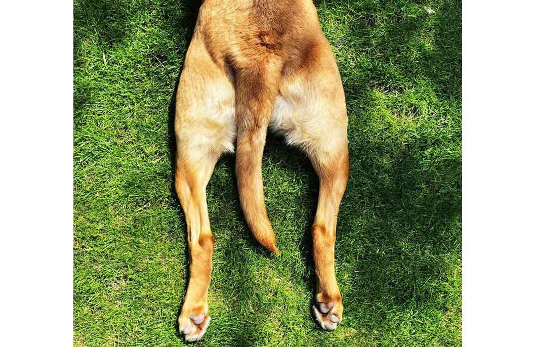 What is splooting?