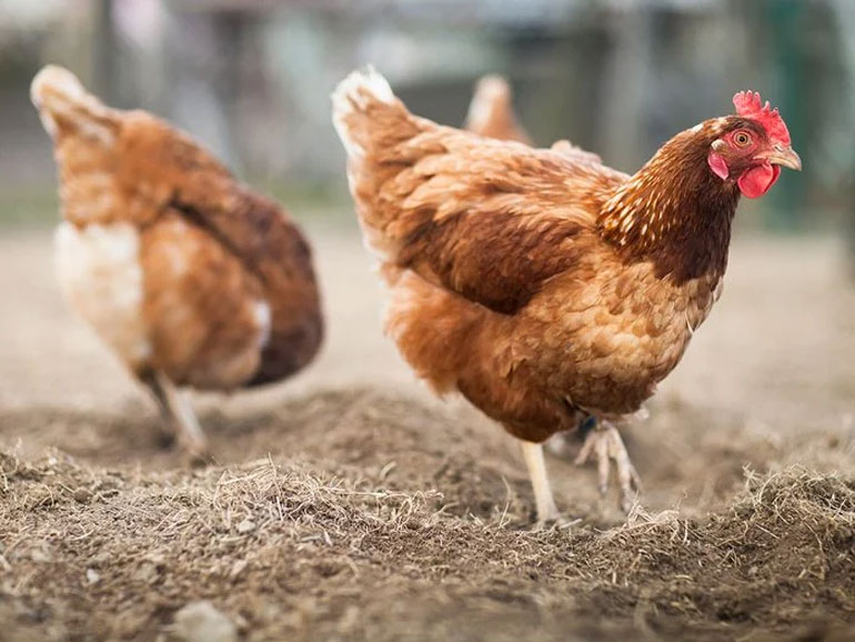 Free-run vs. free-range eggs