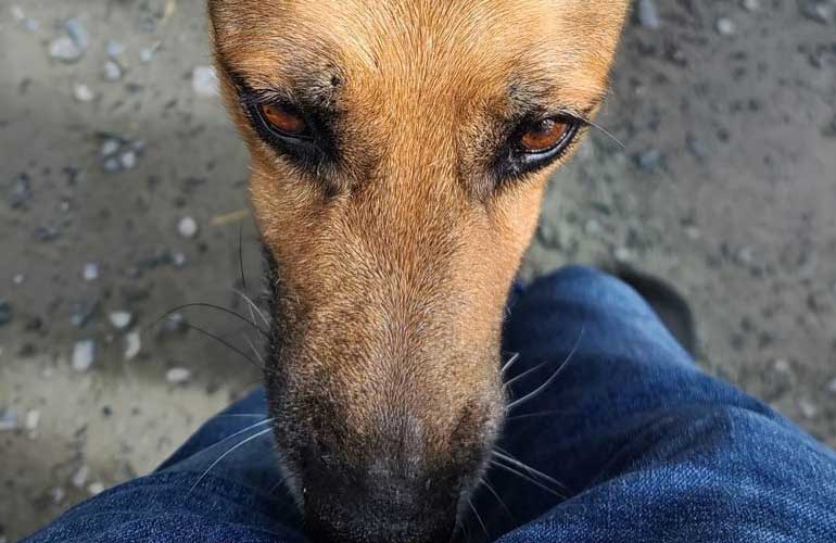 What Does It Mean If A Dog Sniffs Your Crotch at William Lyles blog