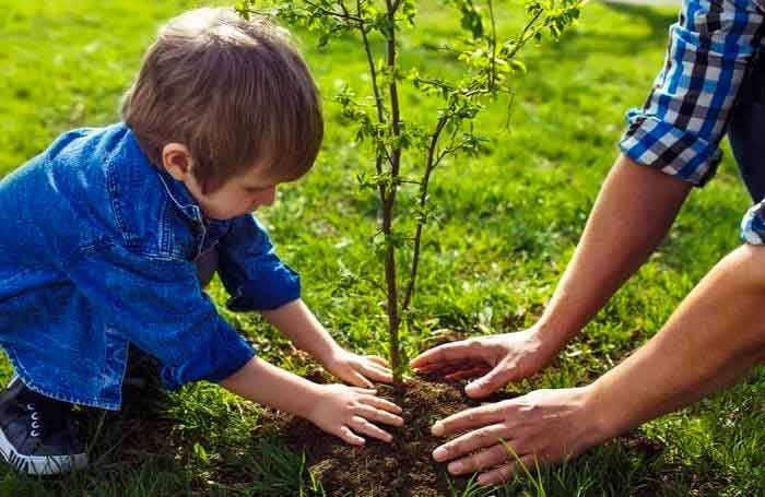 Stabilise a tree