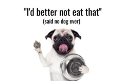Bone Appetit