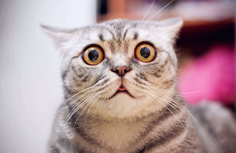 What did the study reveal about cats’ facial expressions?
