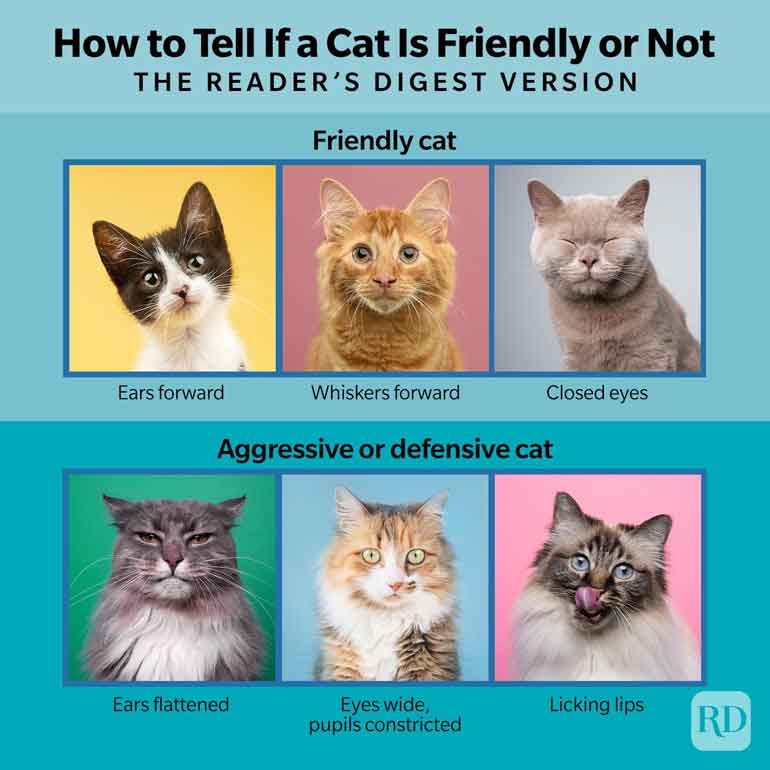 What should you look for in your cat’s expressions?
