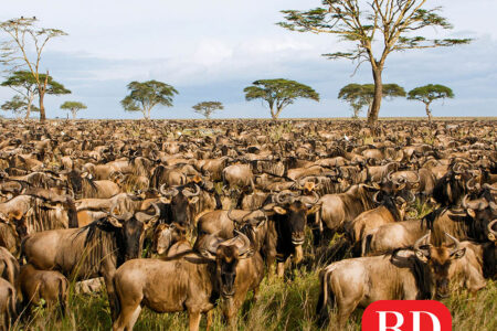 The Great Wildebeest Migration