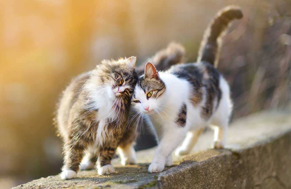 Why does my cat purr a lot?