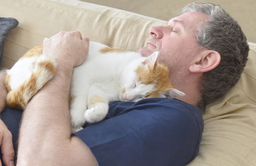 How does cat purring affect humans?