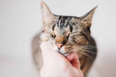 purring kitten