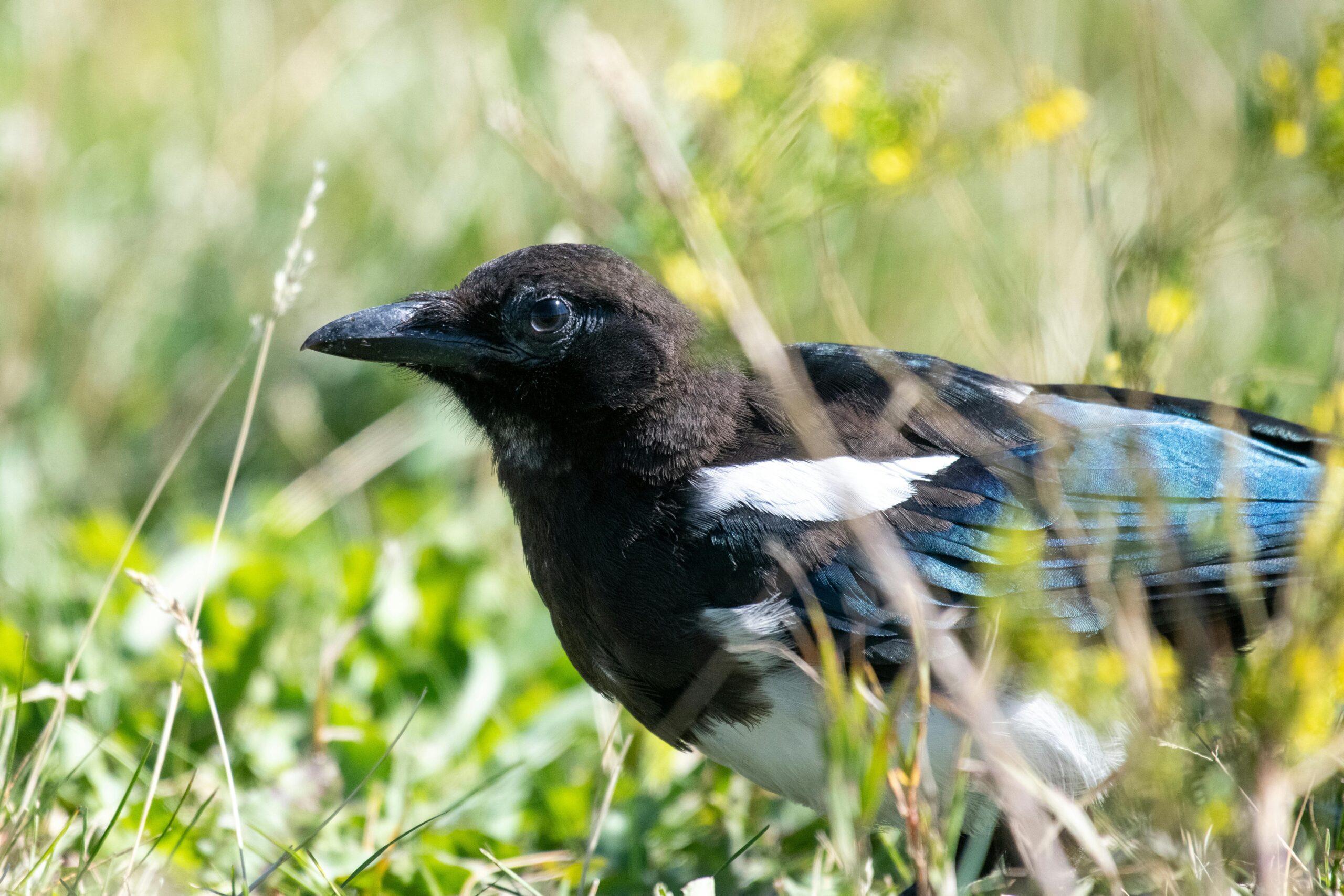 English is a Language Magpie