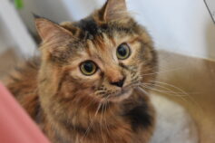 How to help your cat achieve a picture paw-fect coat