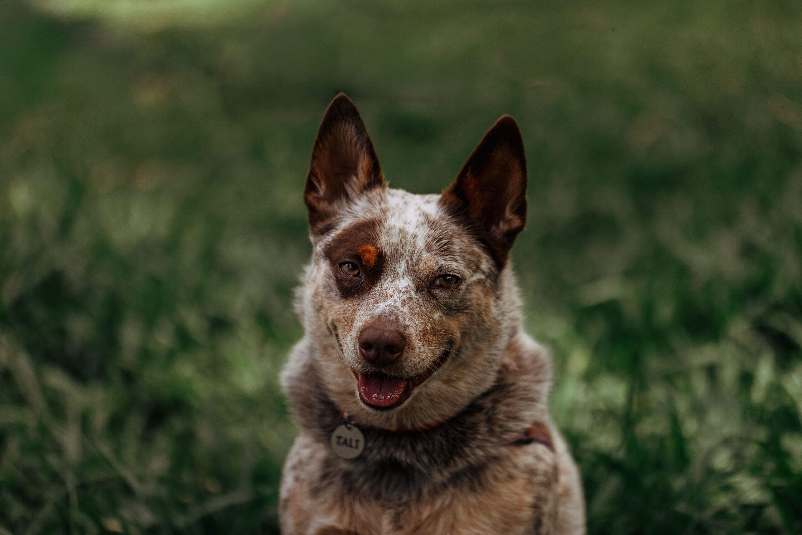 The oldest dog on record lived nearly 30 years